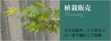 植栽販売