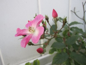 rose1