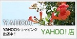 Yahoo！店
