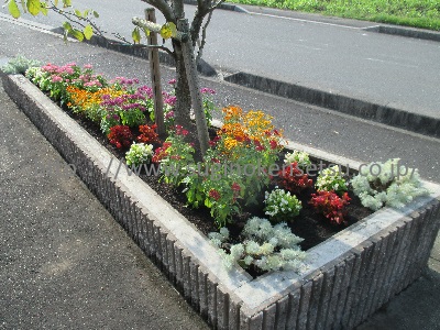 道路沿い花壇　下草・草花