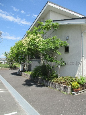 植栽剪定前