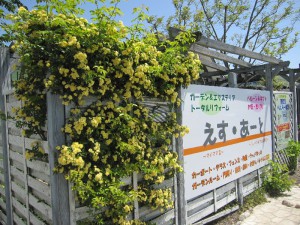 モッコウバラと看板